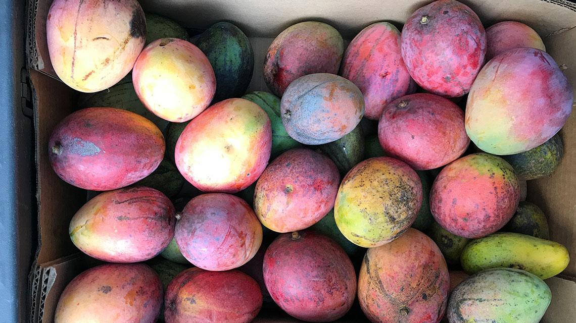 Mango Festival. Picture of dozens of mangos