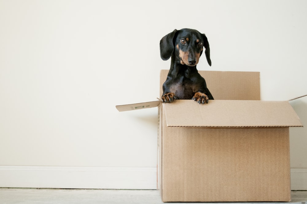 A dog sitting inside an open moving box by a wall