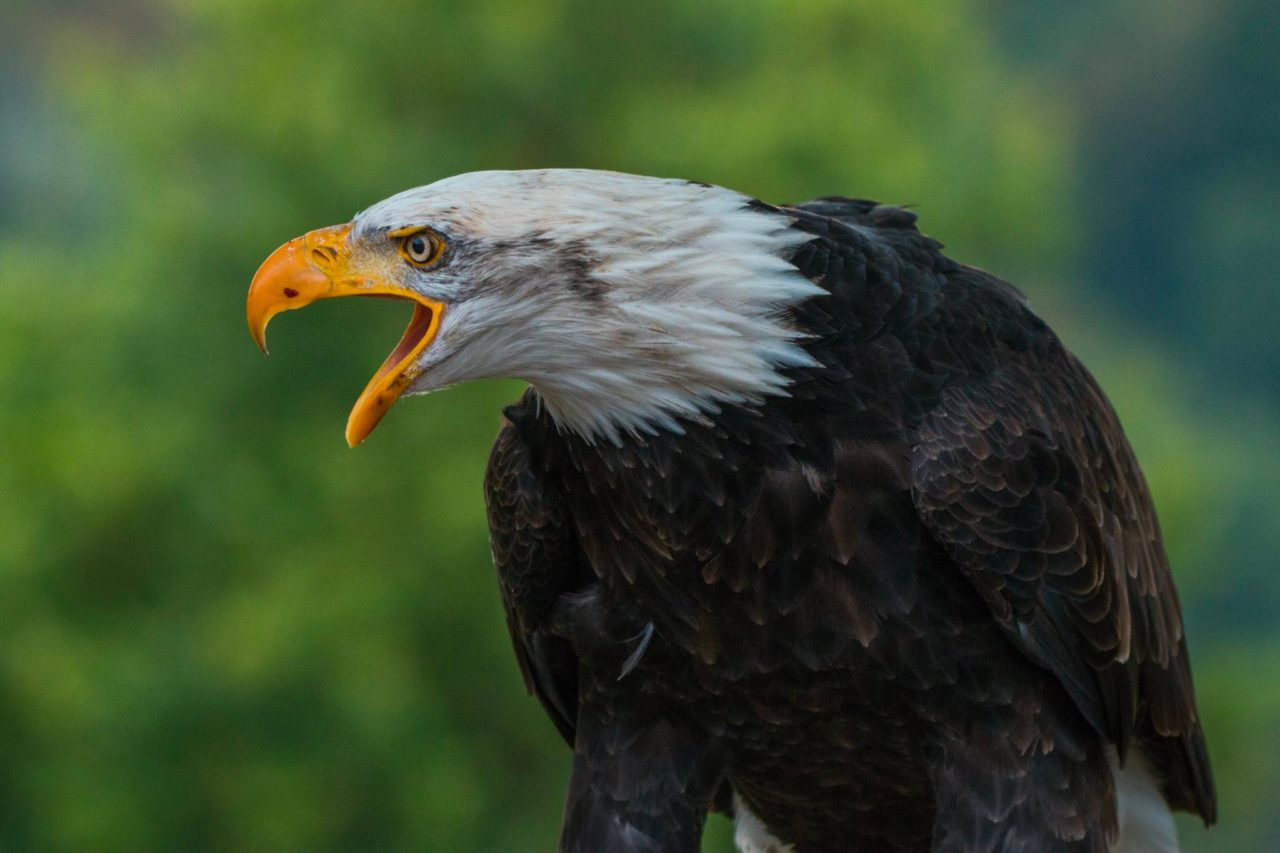 Un águila calva hace una llamada con el pico bien abierto.