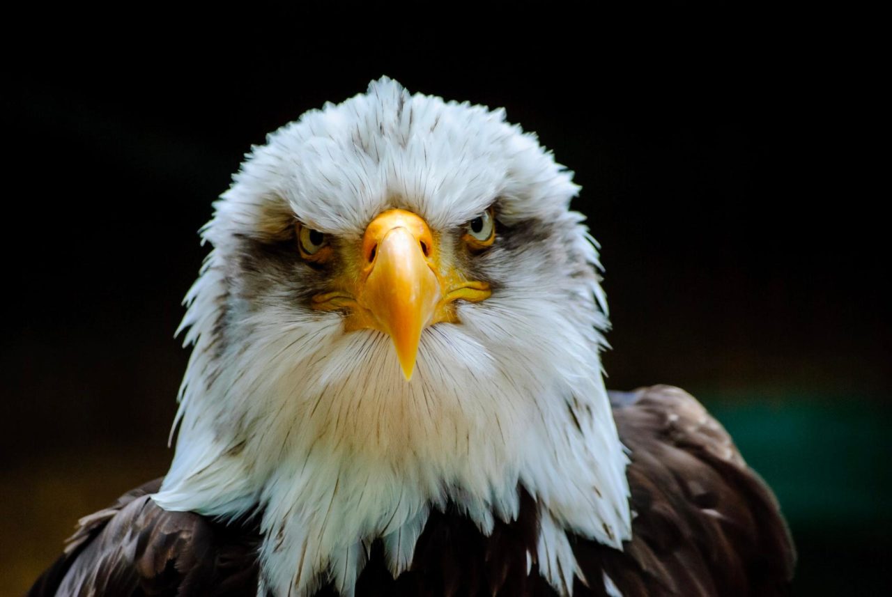 A close-up photo of a bald-eagle staring intently.