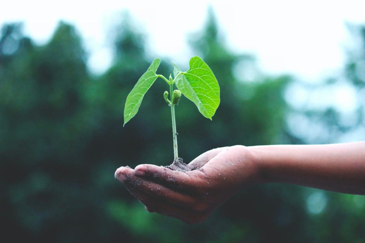 A person holds a sprout in their palm, indicating Earth Day celebrations.