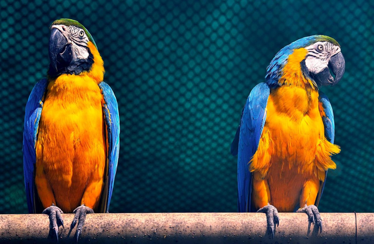 Two exotic birds sit on a perch at a sanctuary.