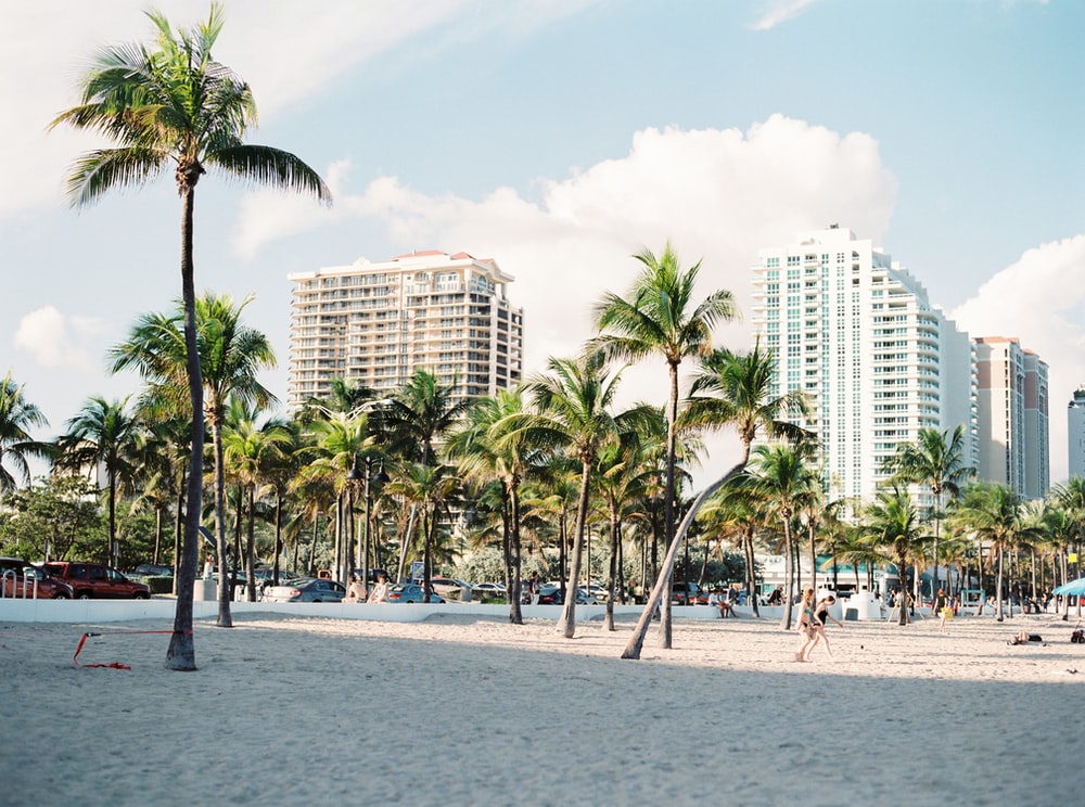 Palm trees near buildings in Miami.