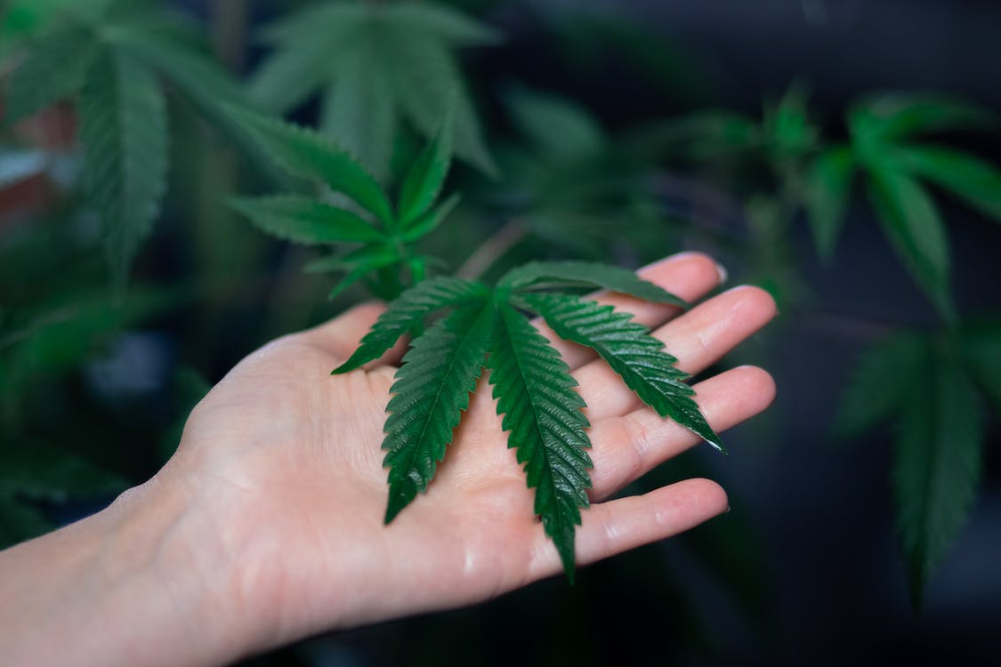A person holding a cannabis plant