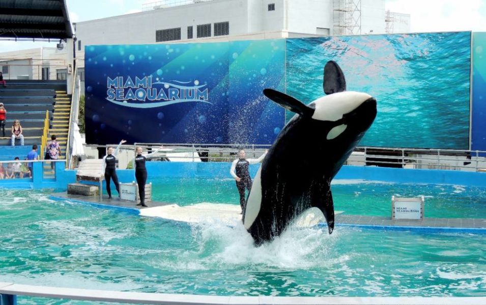 Tokitae performing at Miami Seaquarium