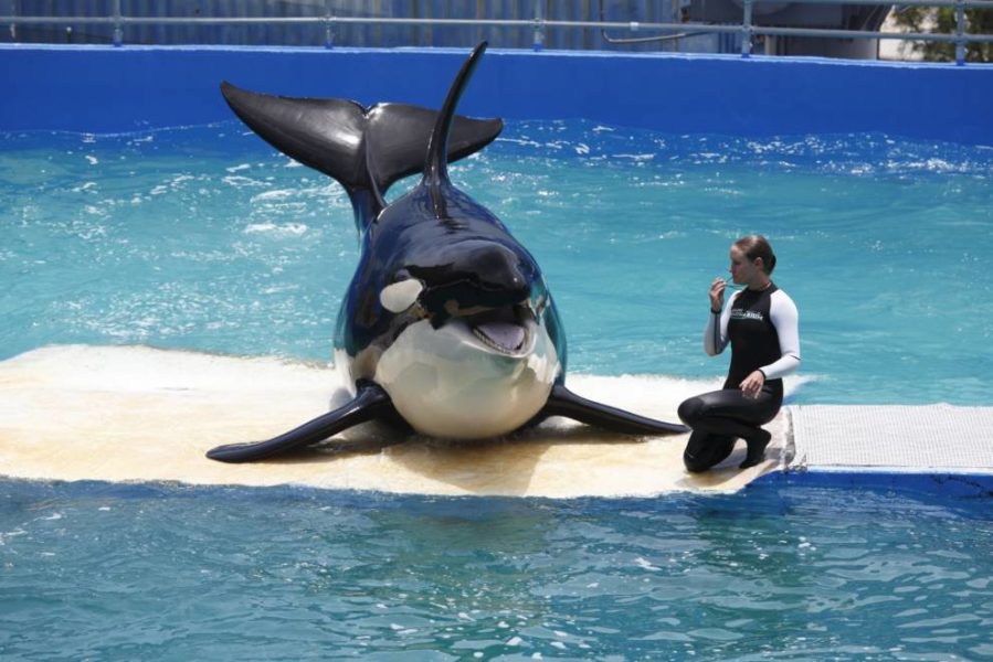 Lolita en el Miami Seaquarium