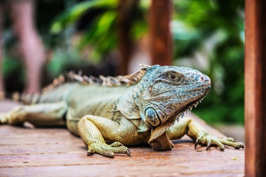 Una iguana en el suelo