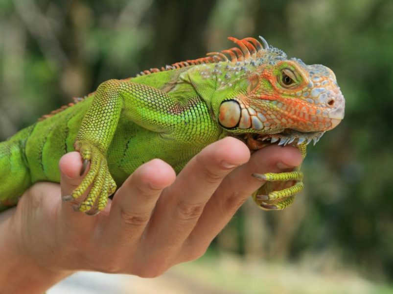 A green iguanana