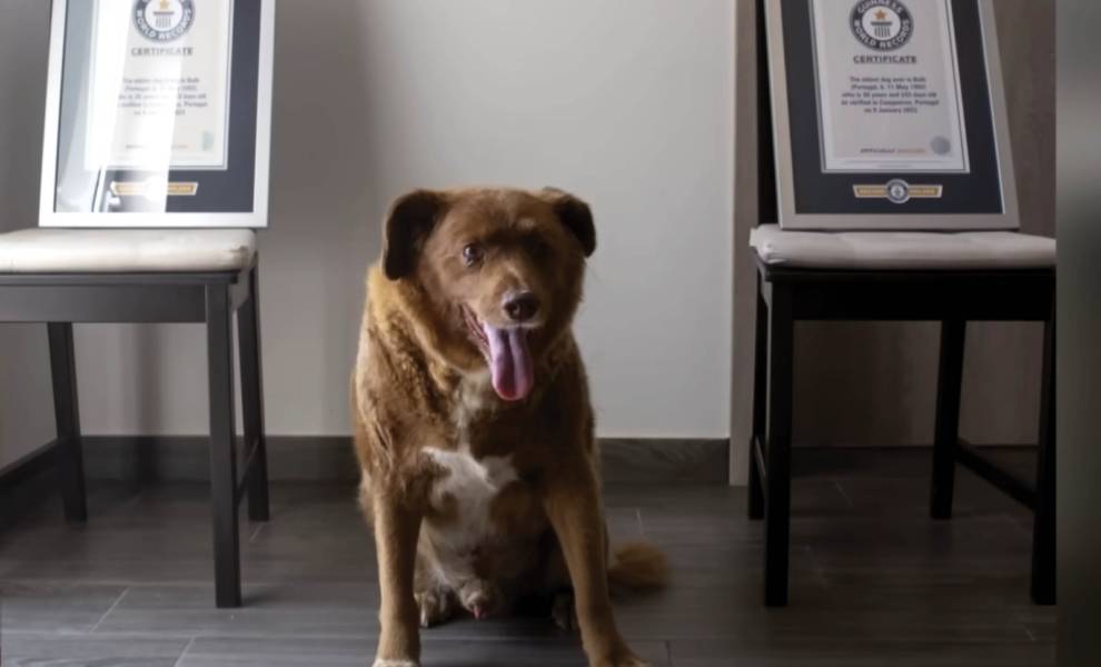 Un perro bien entrenado posa orgulloso entre dos sillas adornadas con certificados, mostrando sus logros.