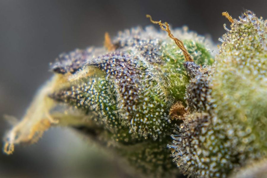 Primer plano de una planta de marihuana con hojas y cogollos verdes