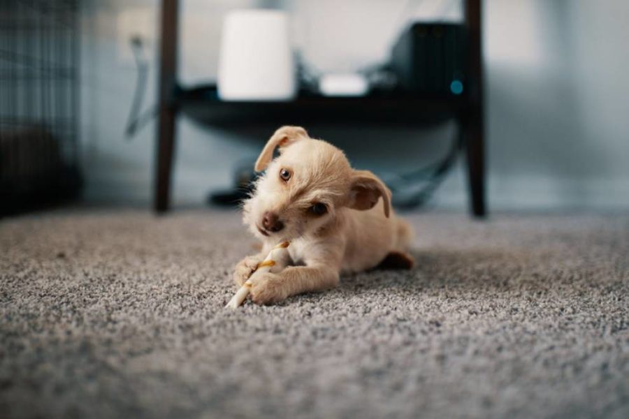 Un cachorro tirado en una alfombra.