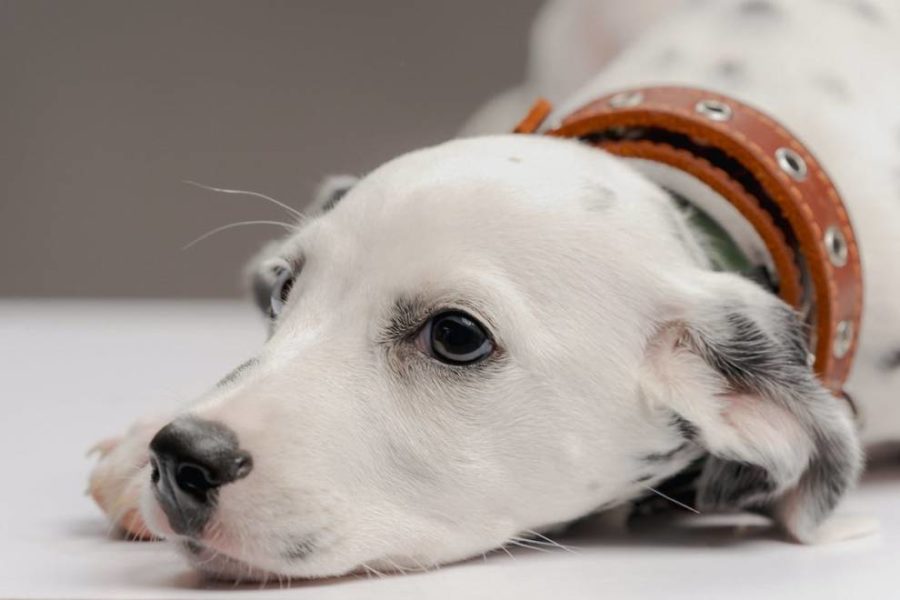 A Dalmatian wearing a collar
