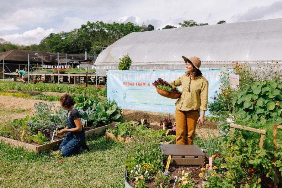 People picking greens at a farmers' market
