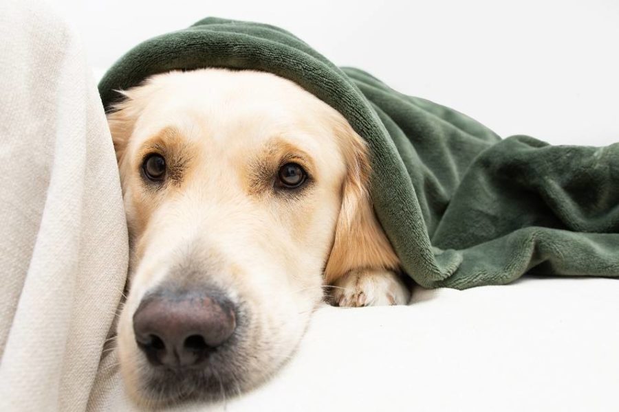 Un perro enfermo cubierto con una manta