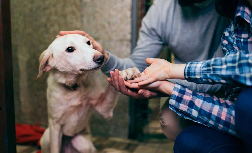 A man and woman happily petting a dog in a park.