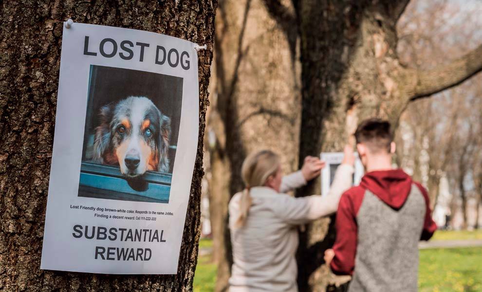 Un póster de perro perdido con una foto de un perro desaparecido, información de contacto y una petición de ayuda para encontrar a la querida mascota.