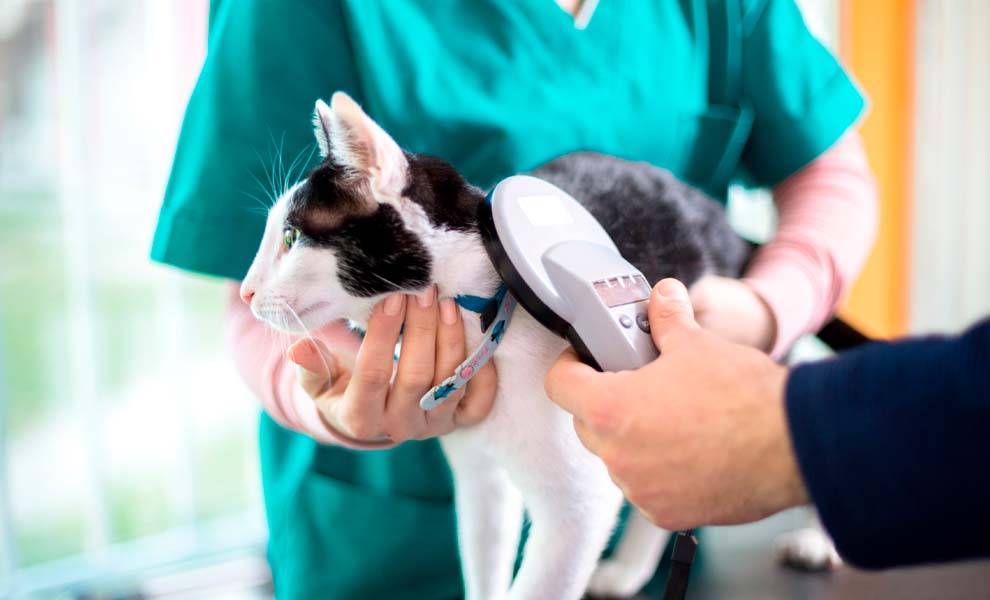 A person grooming a cat, holding it gently while brushing its fur