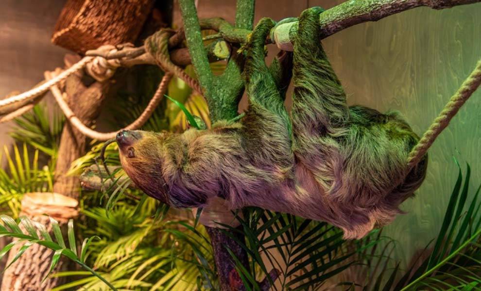 A sloth hanging from a tree branch at the Museum of Discovery and Science.