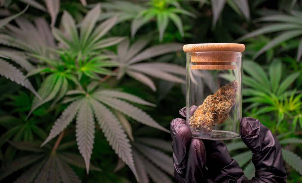 A hand holds a jar of marijuana, positioned in front of a lush marijuana plant.