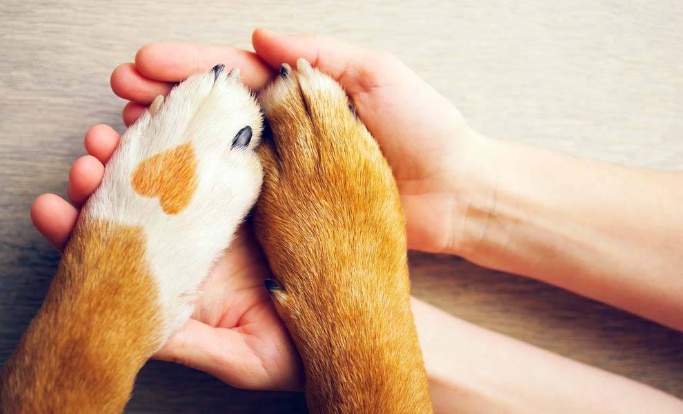 Dos manos que sostienen suavemente la pata de un perro, simbolizando el amor y el compañerismo entre los humanos y sus mascotas.