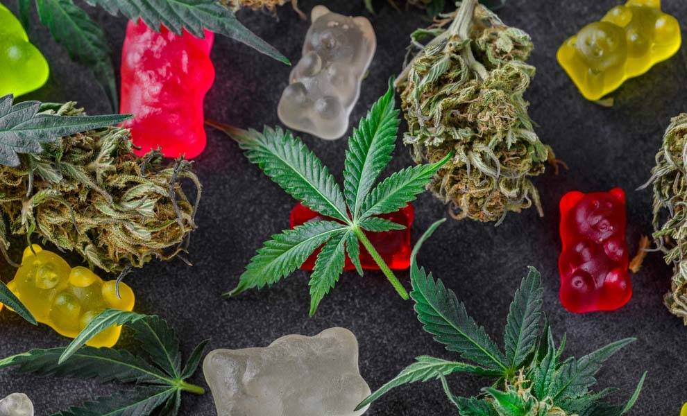 Ositos de goma de cannabis coloridos dispuestos sobre una superficie negra junto a hojas frescas de marihuana, creando una exhibición vibrante.