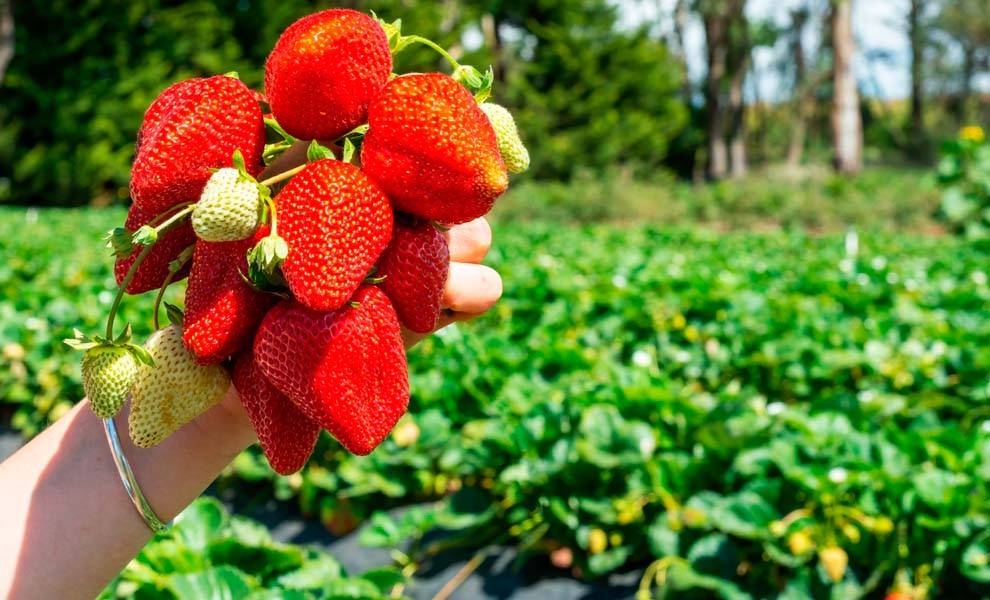Una persona está parada en un campo, sosteniendo un vibrante ramo de fresas frescas.