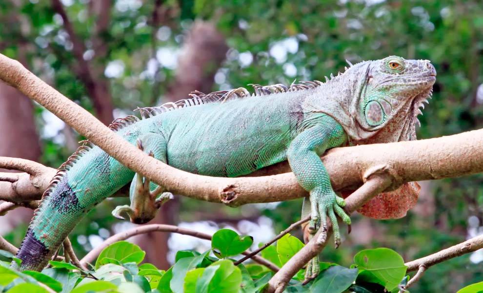 An iguana perched on a branch amidst lush greenery.
