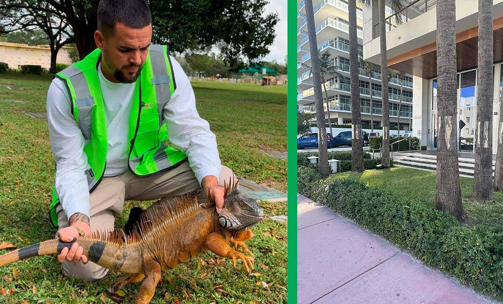 Un hombre con un chaleco verde sostiene una iguana y árboles con guardias para que las iguanas no puedan trepar a ellos.