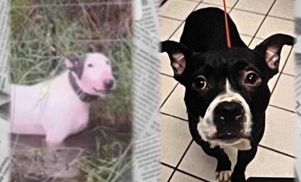 Two dogs that caused the creation of Trooper's Law and Dexter's Law.