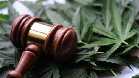 A gavel sitting on top of marijuana leaves.