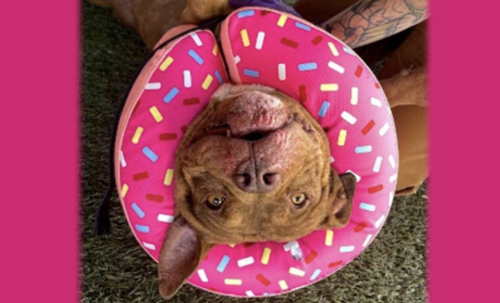 Un perro llamado Bruno con una dona rosa alrededor de su cuello en el refugio de Servicios para Animales de Miami Dade.