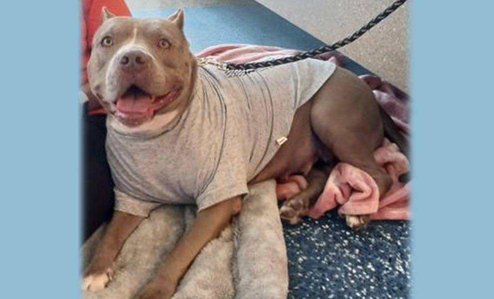 A dog named Sedona in a gray shirt at the Miami Dade Animal Services shelter.