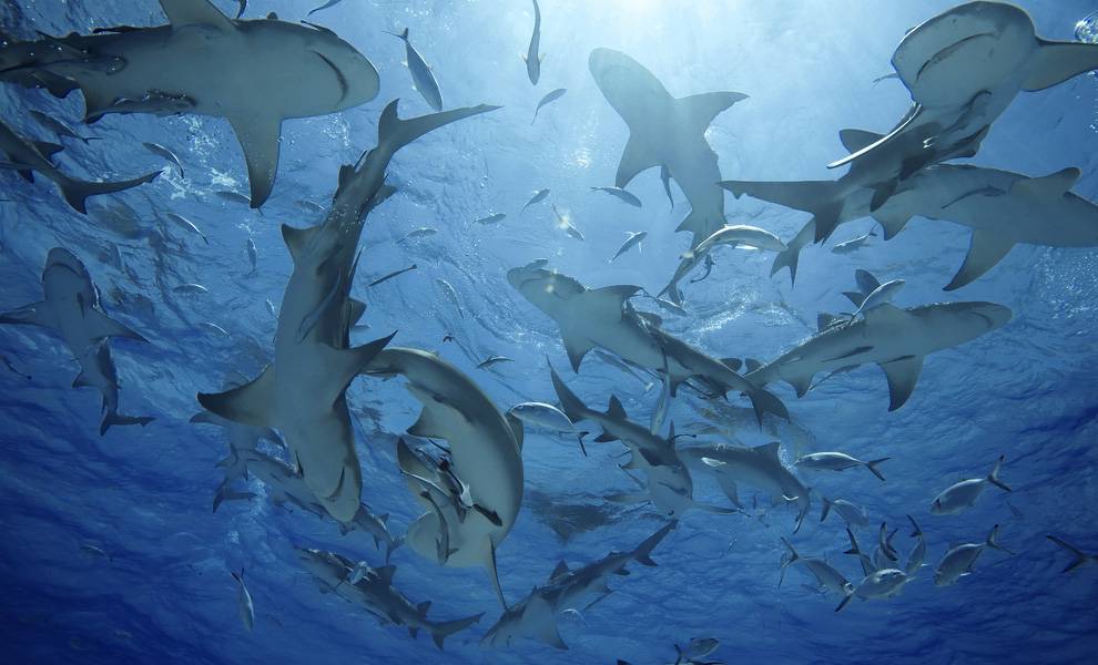 Multiple sharks swimming in the ocean.