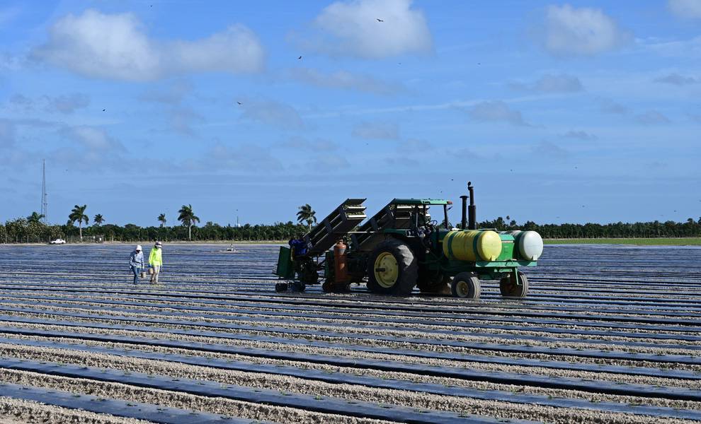 Two farmworkers walk beside a large green tractor in a wide agricultural field lined with long, evenly spaced rows covered in plastic mulch, with palm trees and a blue sky in the background.