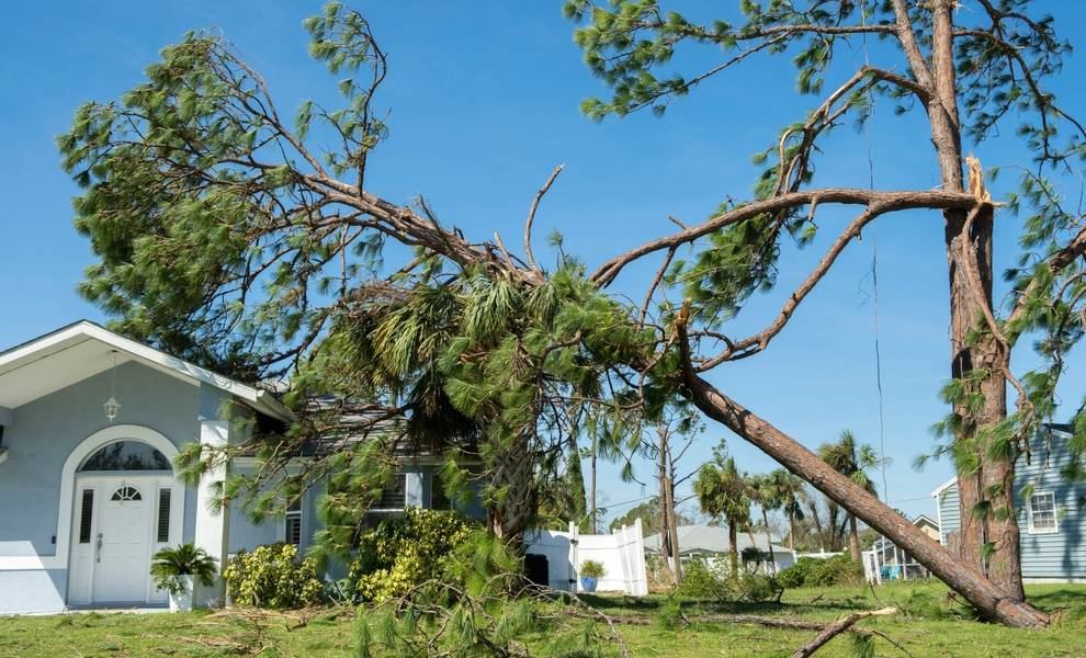 A large tree has fallen onto the roof of a single-story home after a storm, with broken branches scattered across the yard and damage visible to the structure.