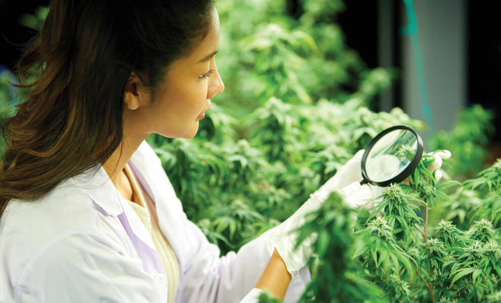 Un investigador, ataviado con una bata de laboratorio, examina plantas de cannabis con una lupa en el interior de una instalación de cultivo, destacando la investigación sobre la marihuana medicinal y el control de calidad.