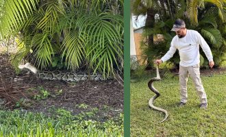 A burmese python being captured in Southwest Miami-Dade neighborhood.